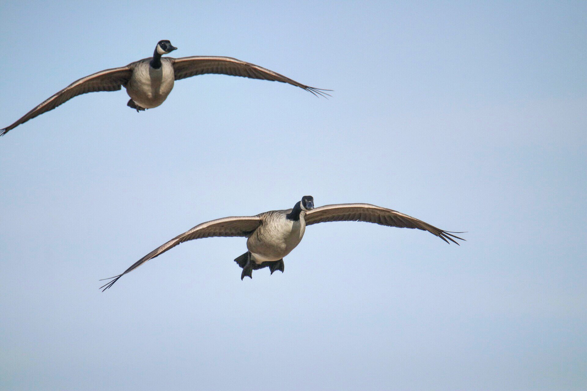 Canada goose outlet vs 747