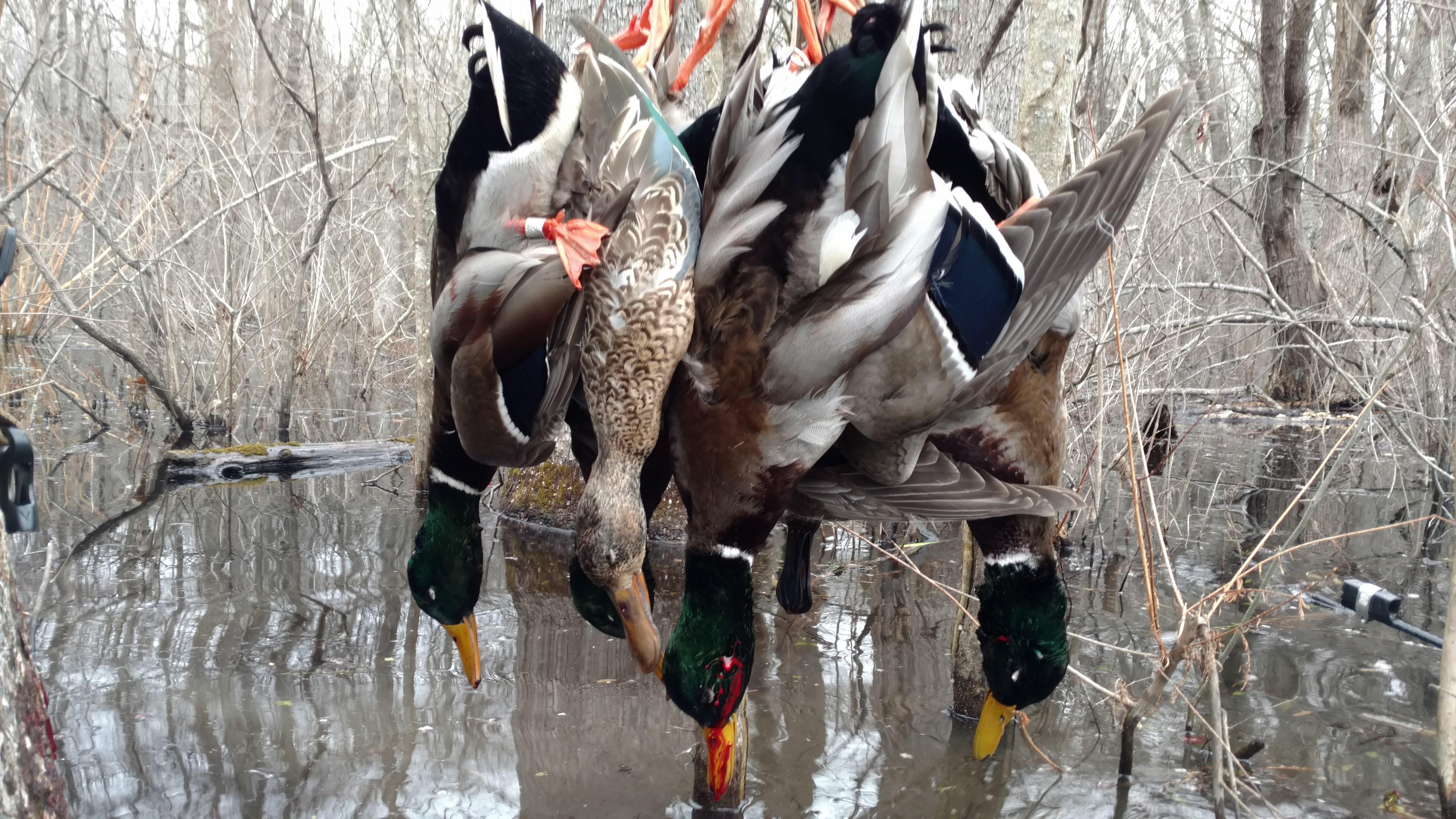 The Perfect Timber Hunt - Havoc Calls