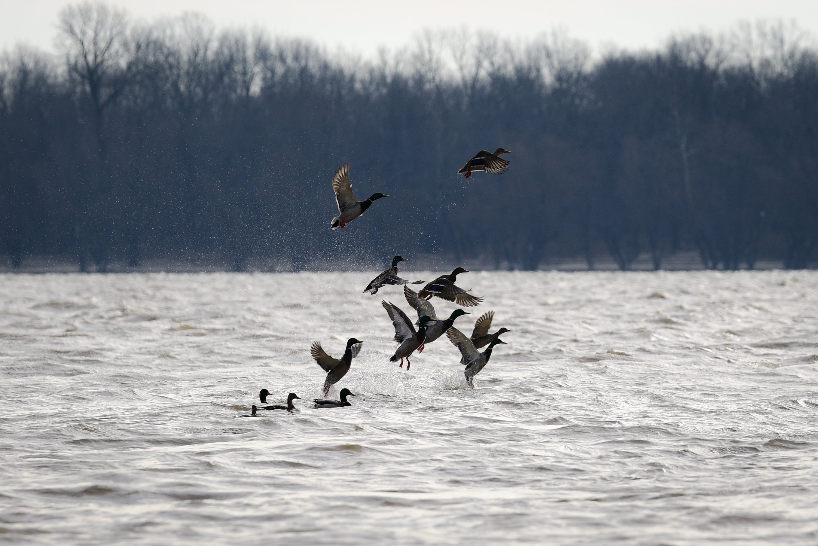 Iced Over Mallards