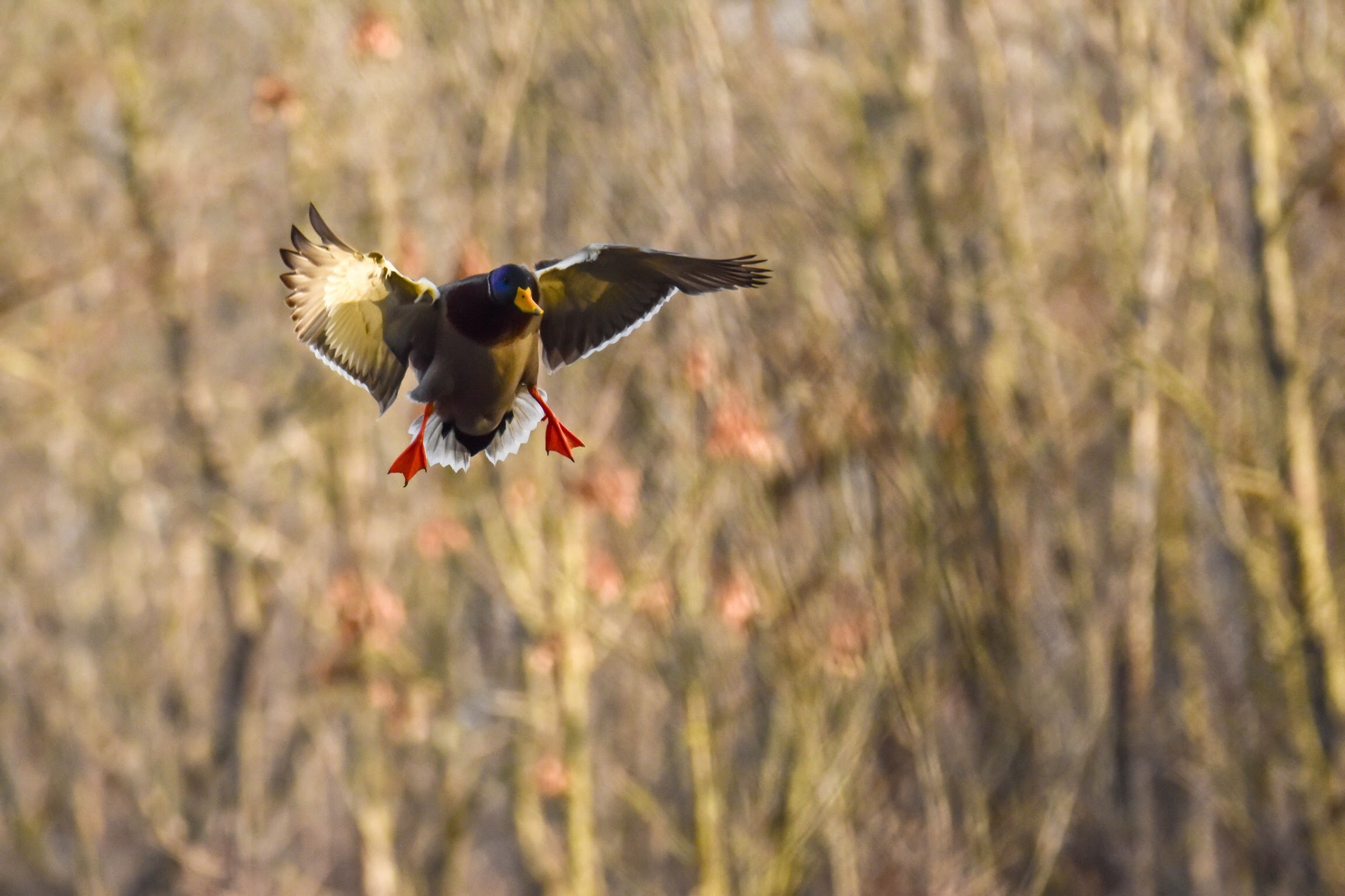 Duck Calls - Havoc Calls